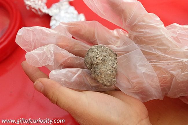 Sixth grade science student wear gloves, holding an owl pellet over a red tray