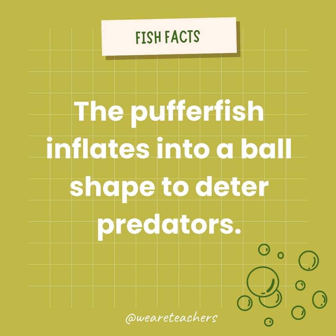 The pufferfish inflates into a ball shape to deter predators.