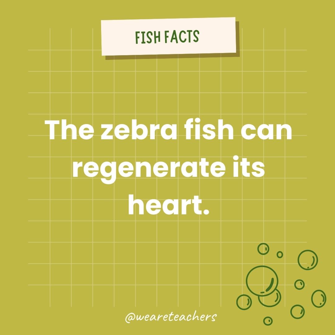 The zebra fish can regenerate its heart.