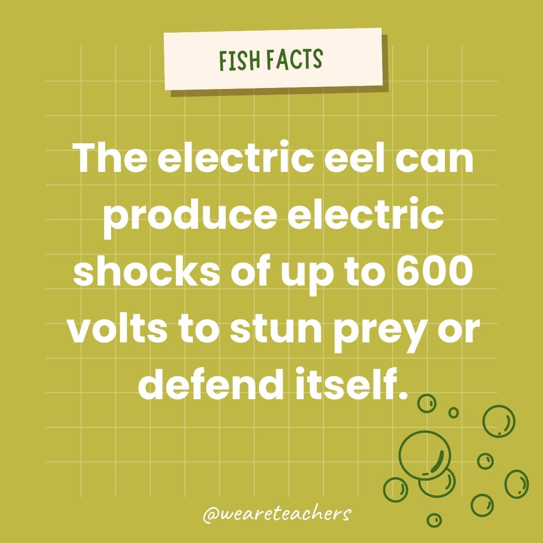 The electric eel can produce electric shocks of up to 600 volts to stun prey or defend itself.