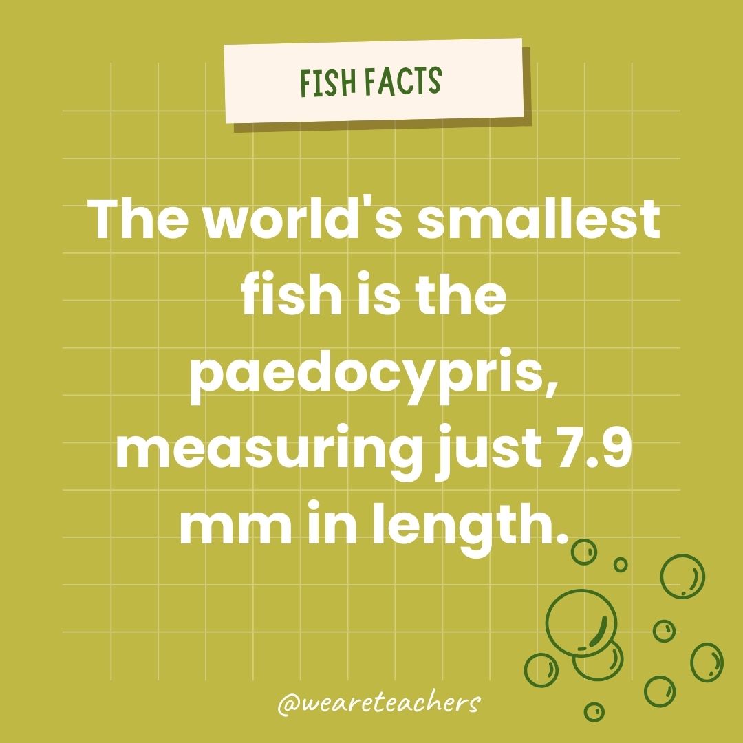 The world's smallest fish is the Paedocypris, measuring just 7.9 mm in length. 