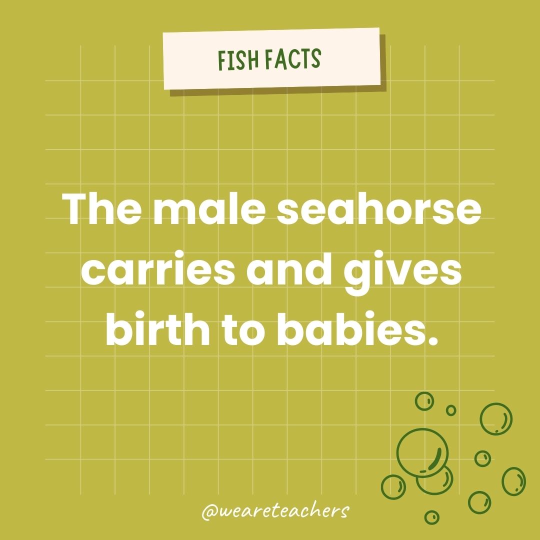 The male seahorse carries and gives birth to babies.- animal facts