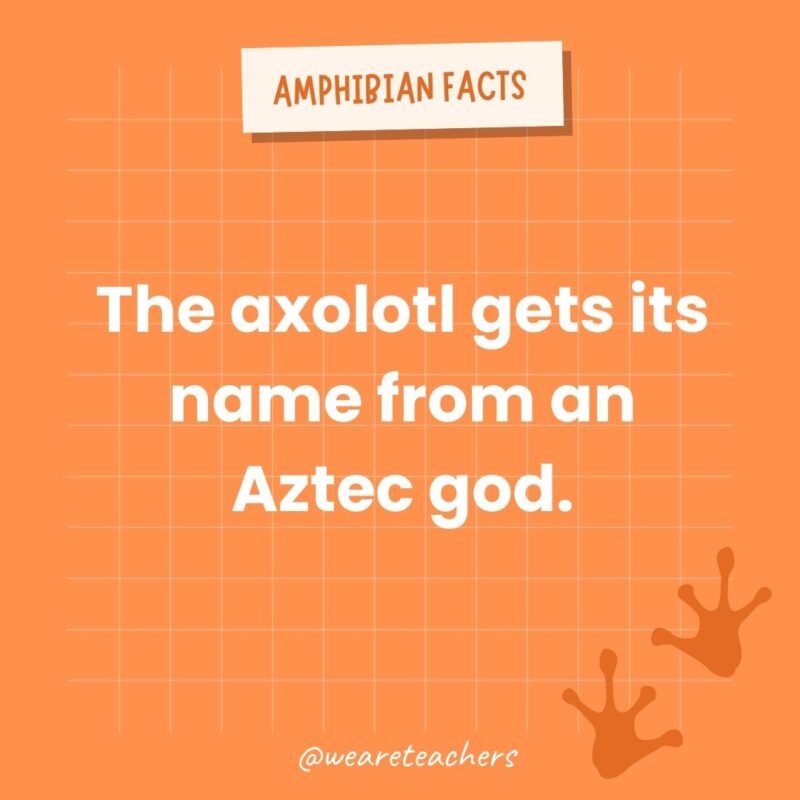 The axolotl gets its name from an Aztec god.