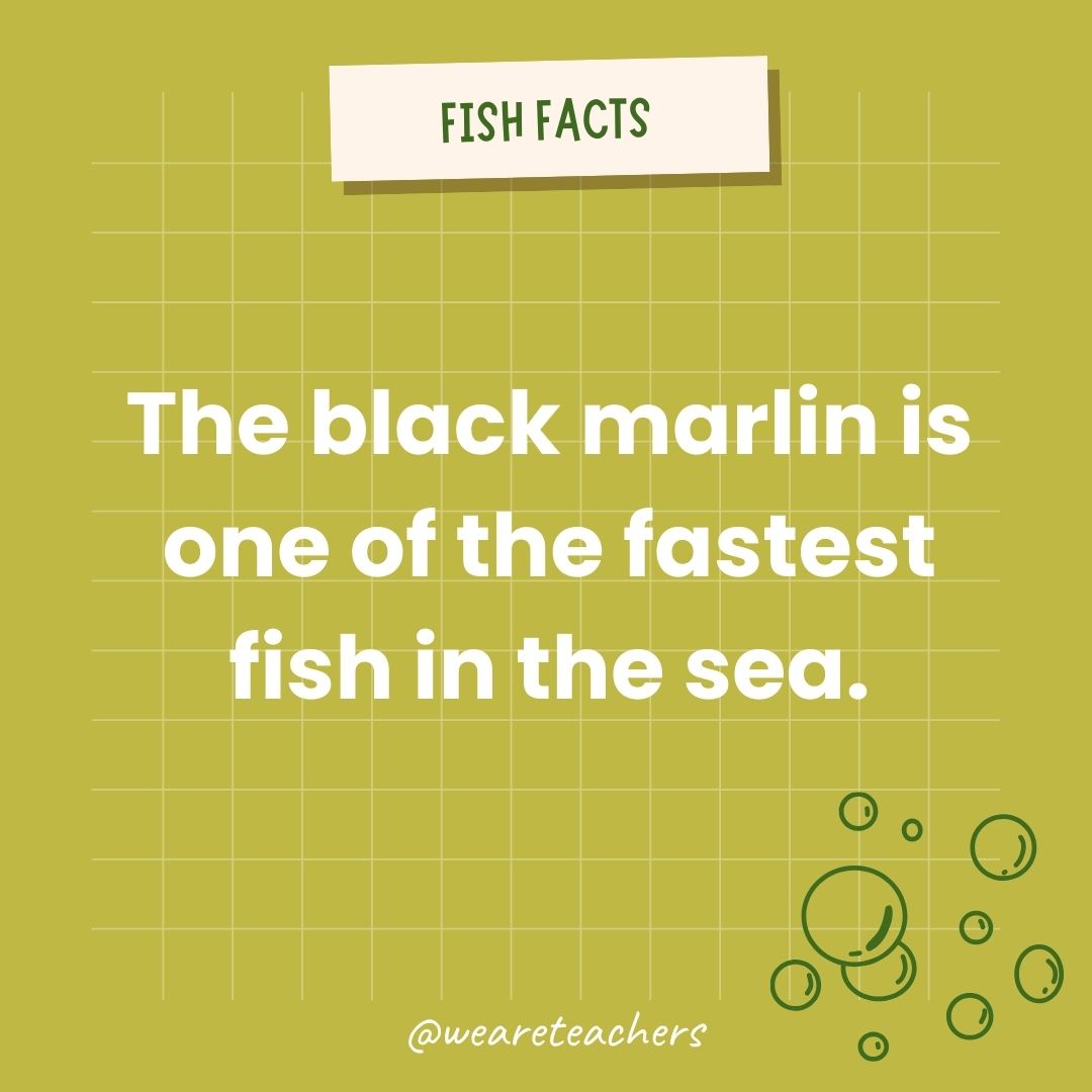 The black marlin is one of the fastest fish in the sea.- animal facts