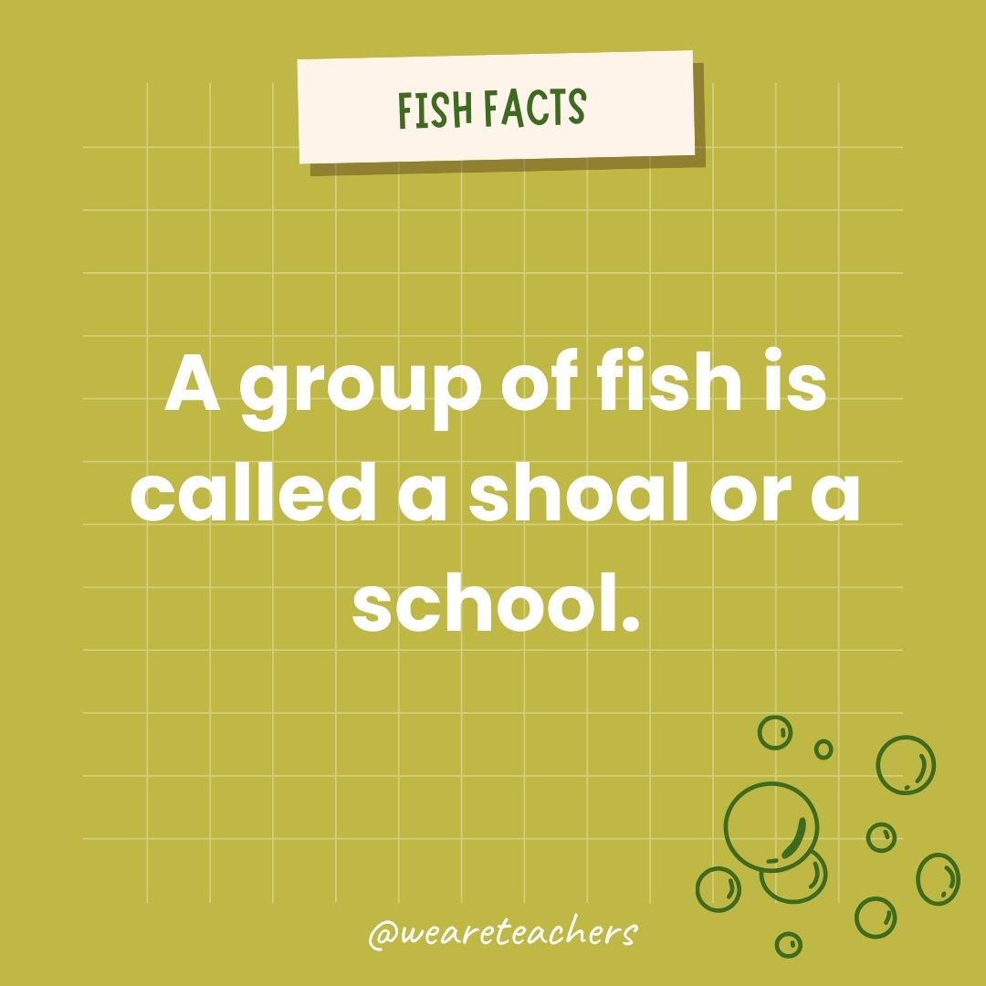 A group of fish is called a shoal or a school.