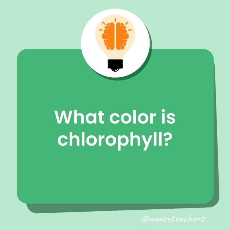 What color is chlorophyll?