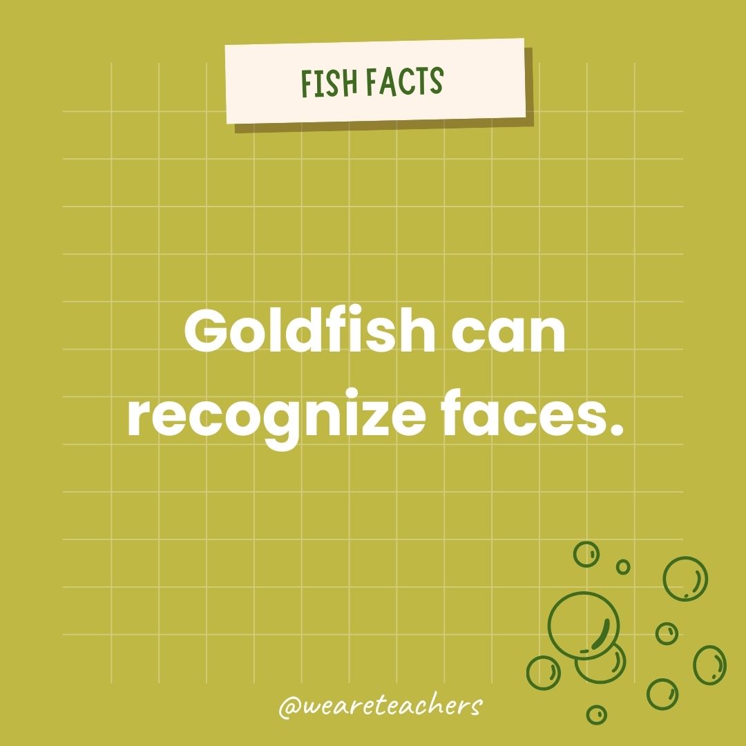 Goldfish can recognize faces.  