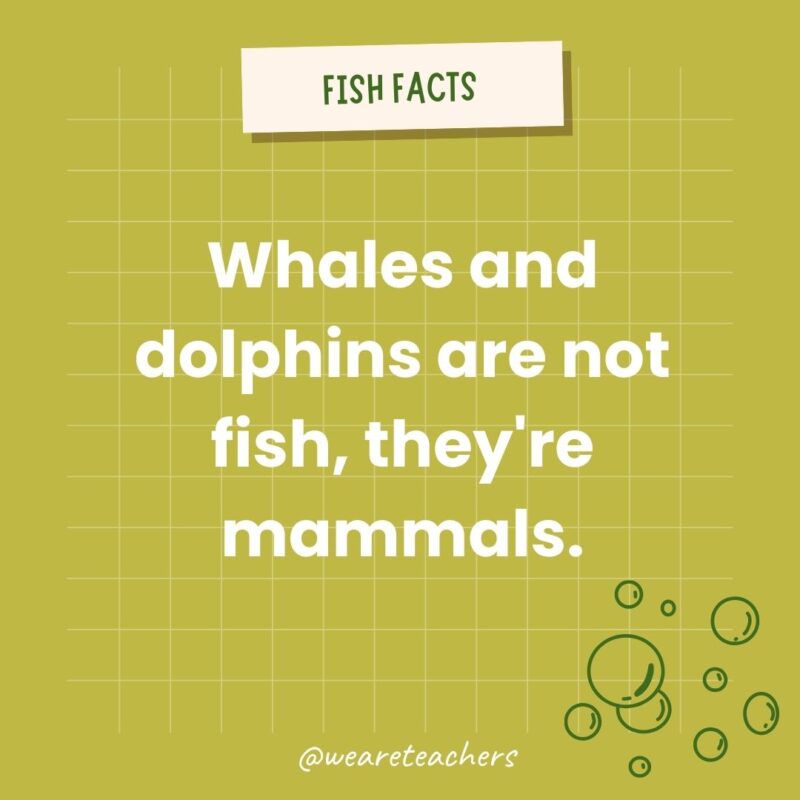 Whales and dolphins are not fish, they're mammals.