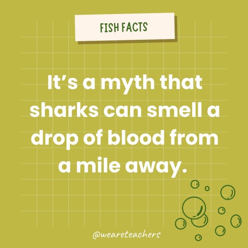 It’s a myth that sharks can smell a drop of blood from a mile away. 