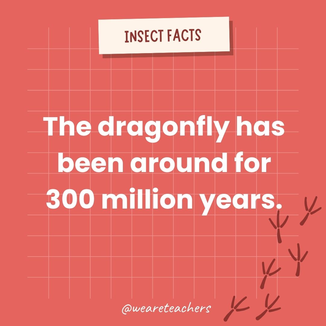 The dragonfly has been around for 300 million years.- animal facts