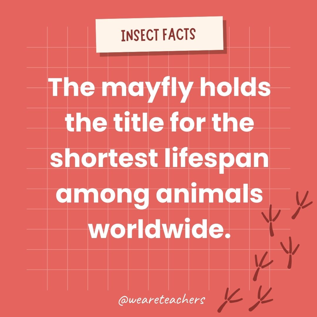 The mayfly holds the title for the shortest lifespan among animals worldwide.