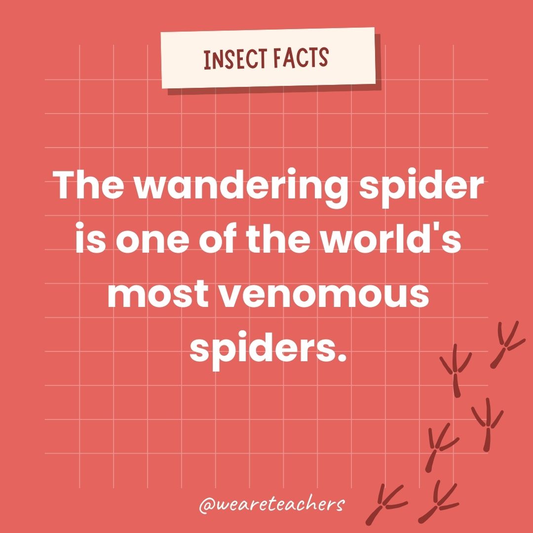 The wandering spider is one of the world's most venomous spiders.