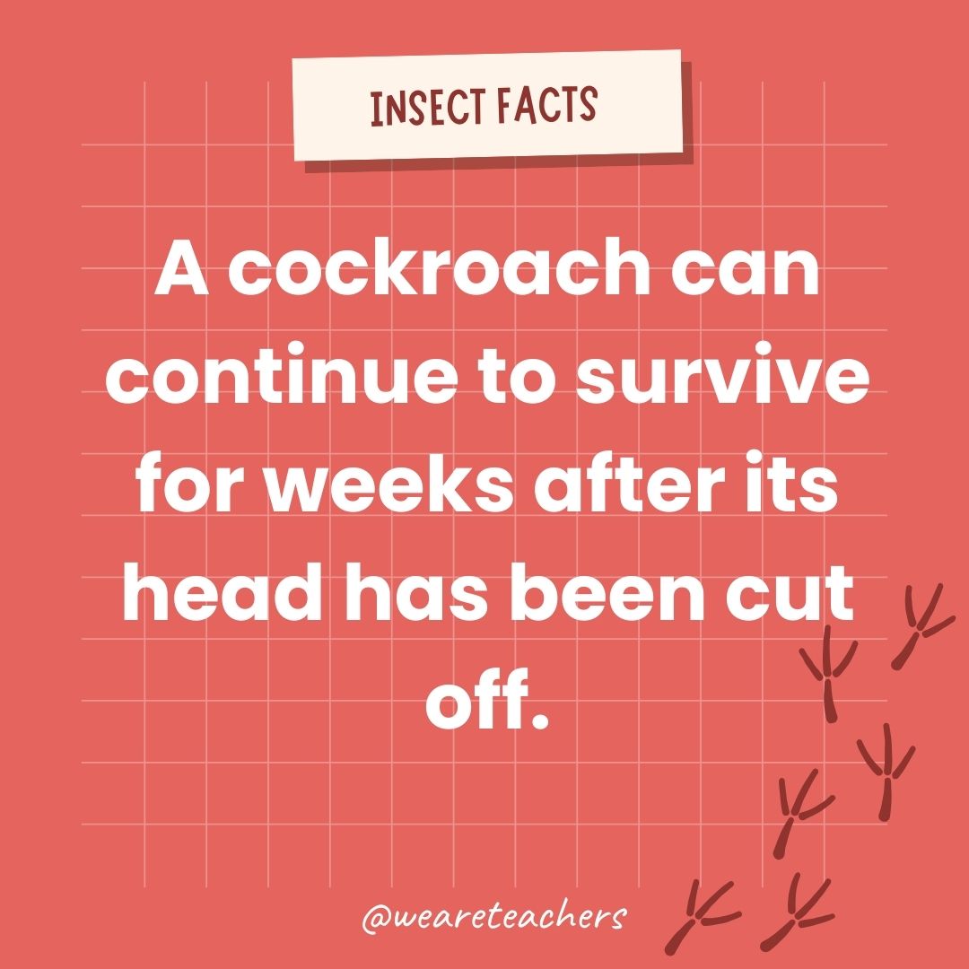 A cockroach can continue to survive for weeks after its head has been cut off.