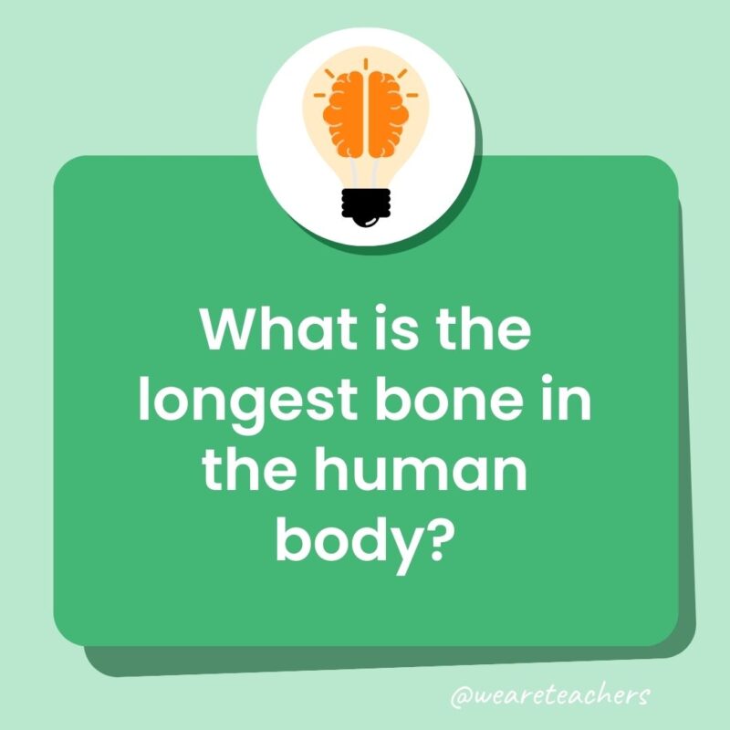 Trivia questions for kids: What is the longest bone in the human body?