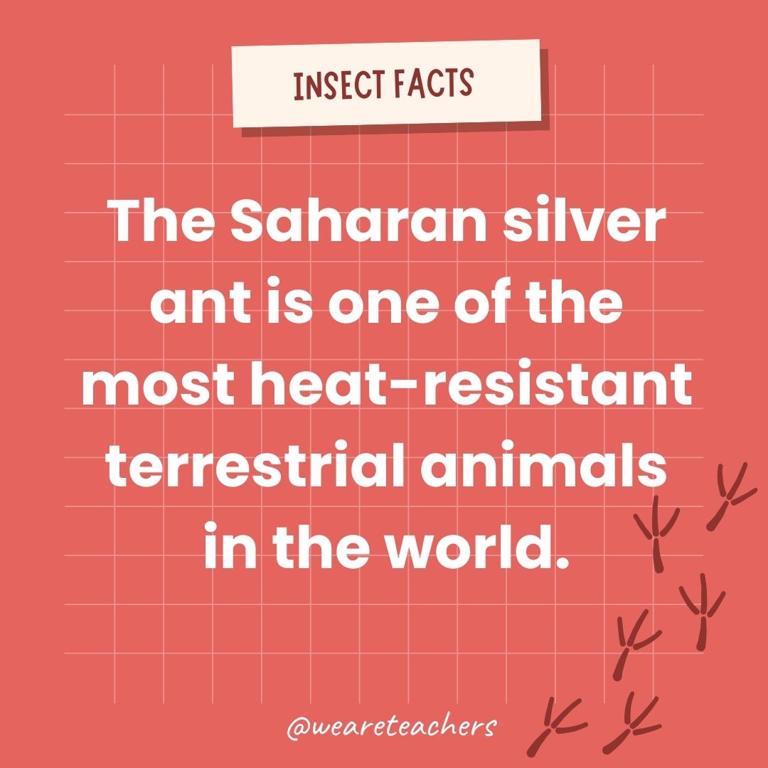 The Saharan silver ant is one of the most heat-resistant terrestrial animals in the world.