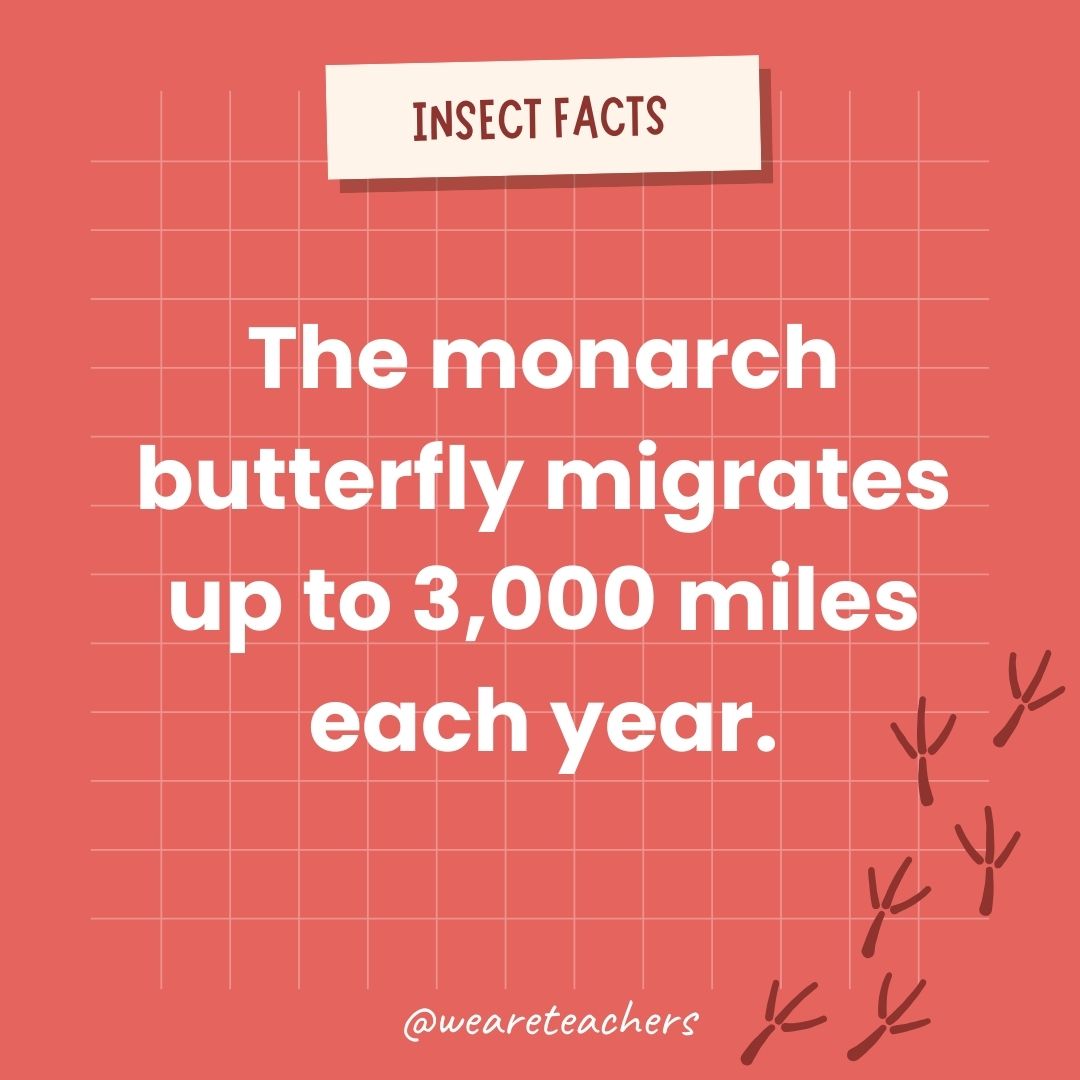 The monarch butterfly migrates up to 3,000 miles each year.- animal facts