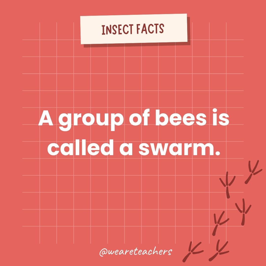 A group of bees is called a swarm.