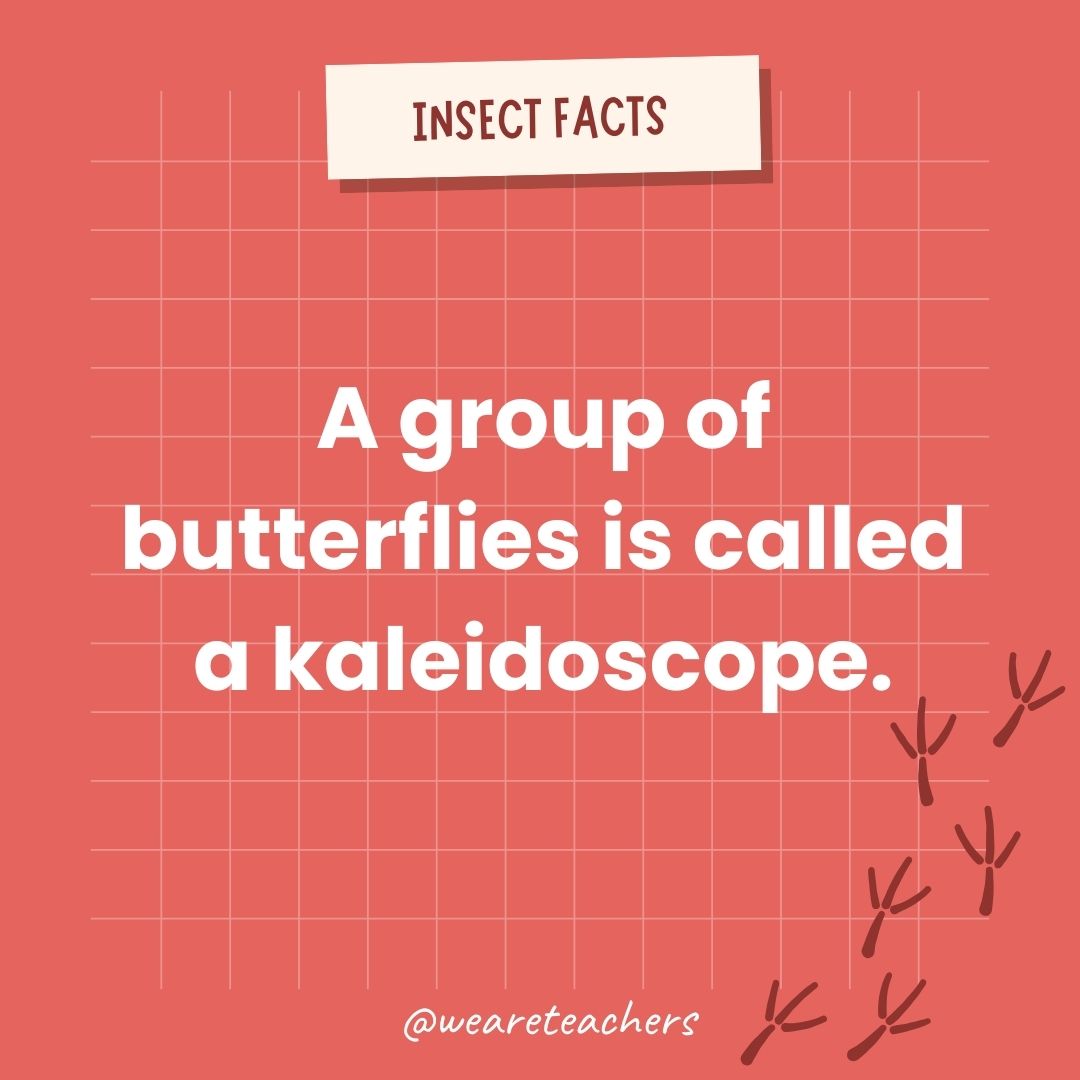 A group of butterflies is called a kaleidoscope.