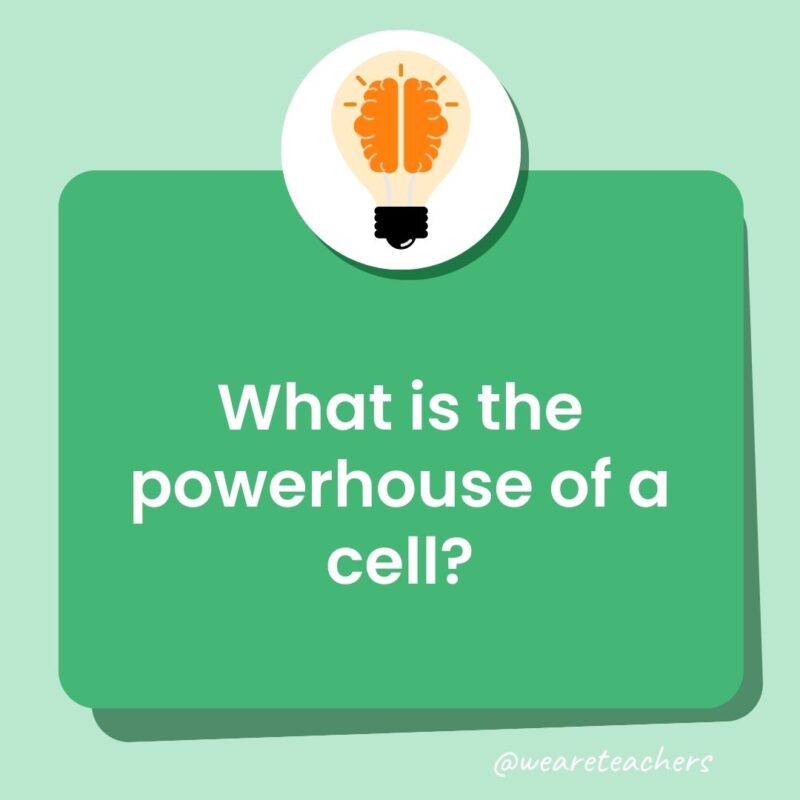 What is the powerhouse of a cell?