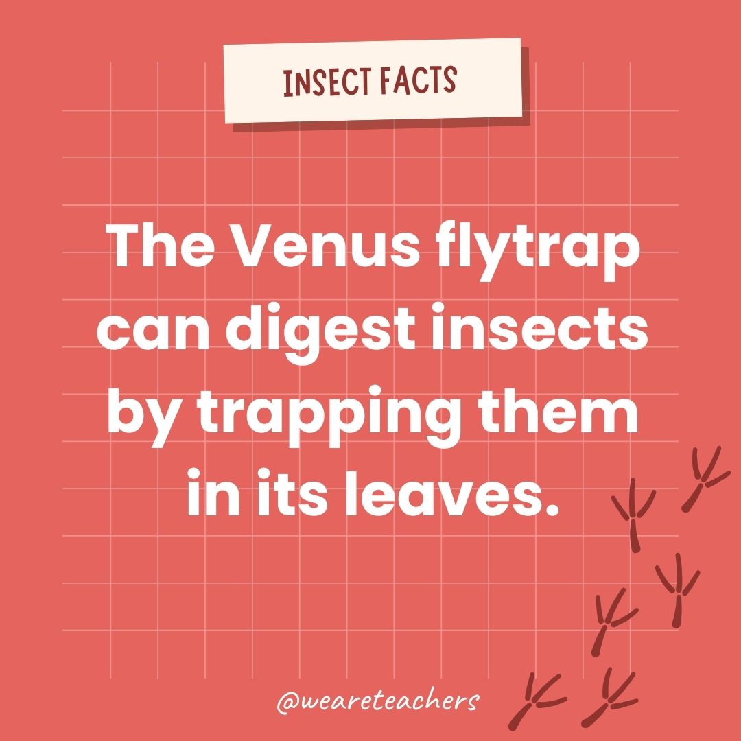 The Venus flytrap can digest insects by trapping them in its leaves.