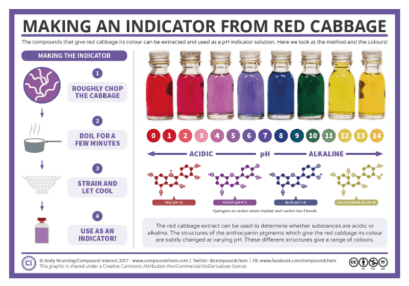 Making a PH indicator from cabbage in this example of 6th grade science fair projects.