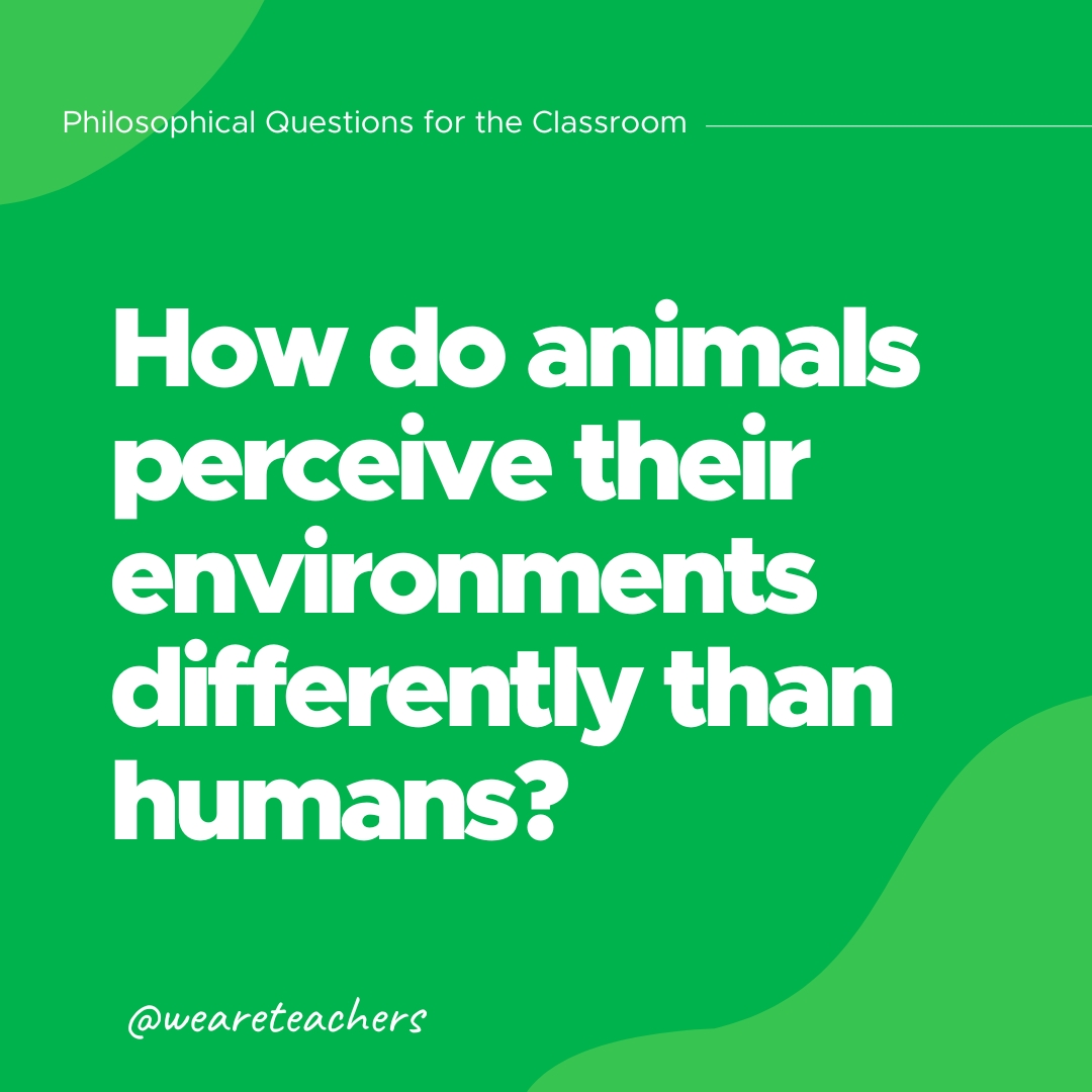 How do animals perceive their environments differently than humans?