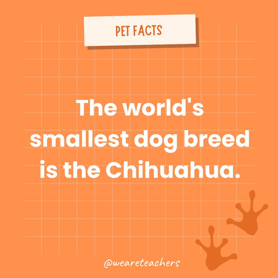 The world's smallest dog breed is the Chihuahua.- animal facts