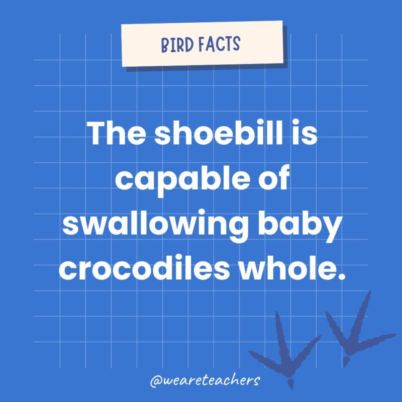 The shoebill is capable of swallowing baby crocodiles whole.