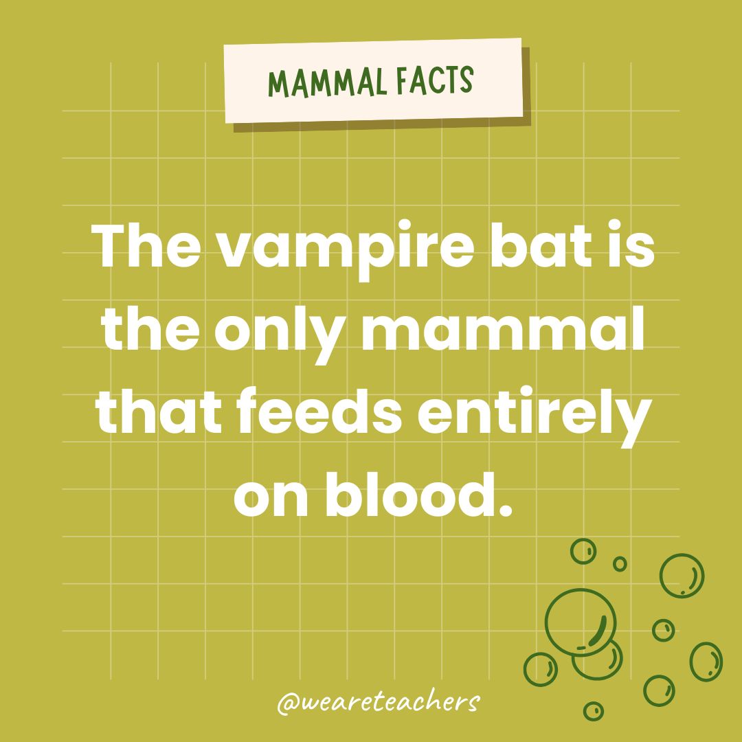 The vampire bat is the only mammal that feeds entirely on blood.