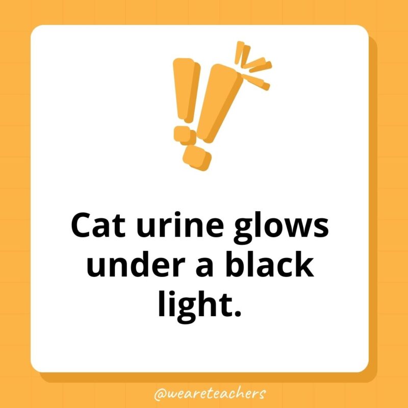 Cat urine glows under a black light.- weird fun facts
