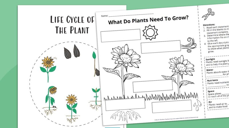 Life Cycle of The Plant Feature (1)