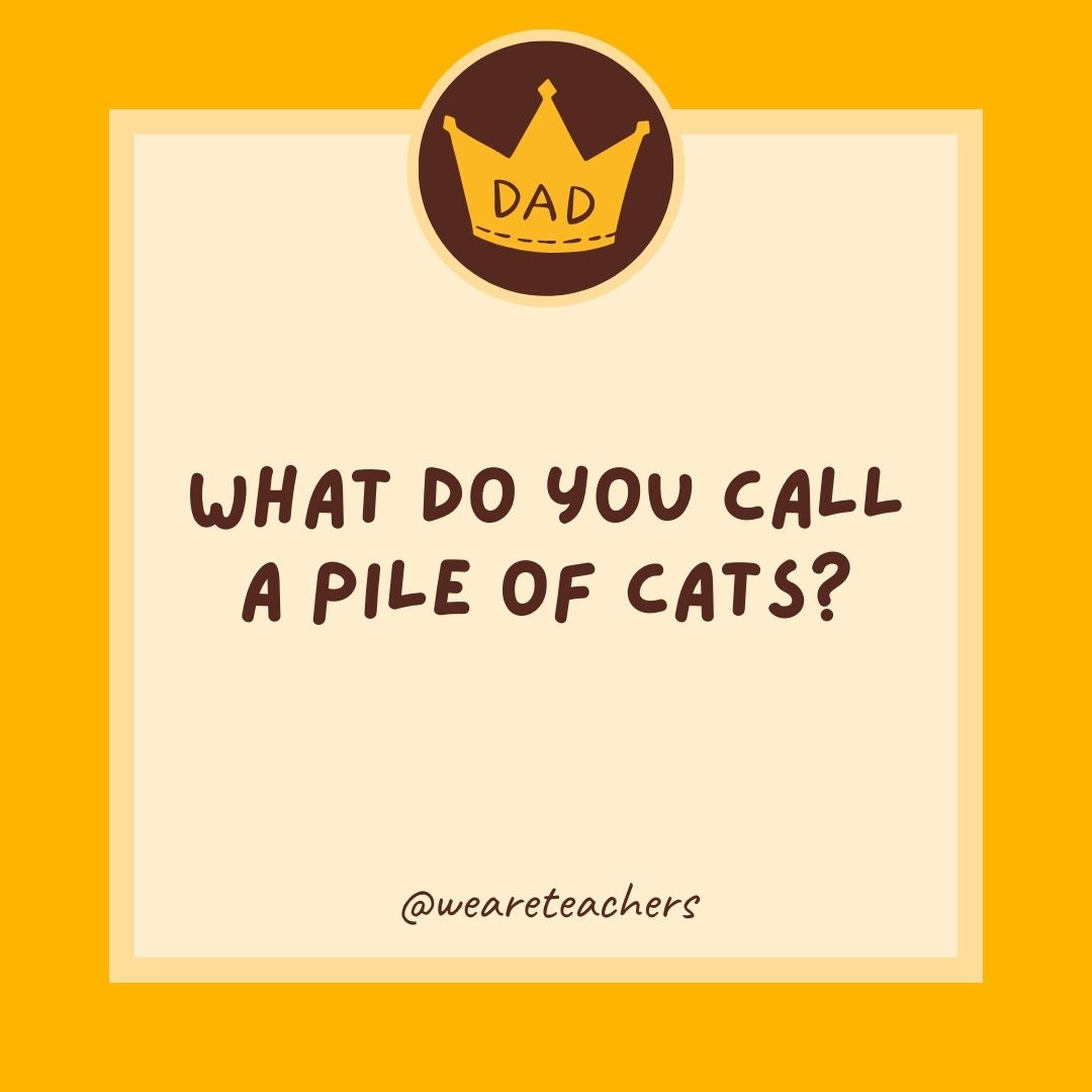 What do you call a pile of cats?
