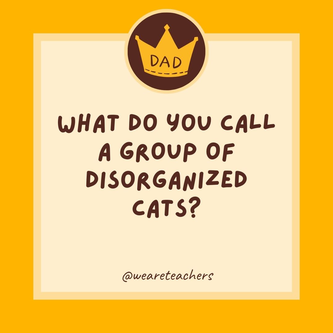 What do you call a group of disorganized cats?
