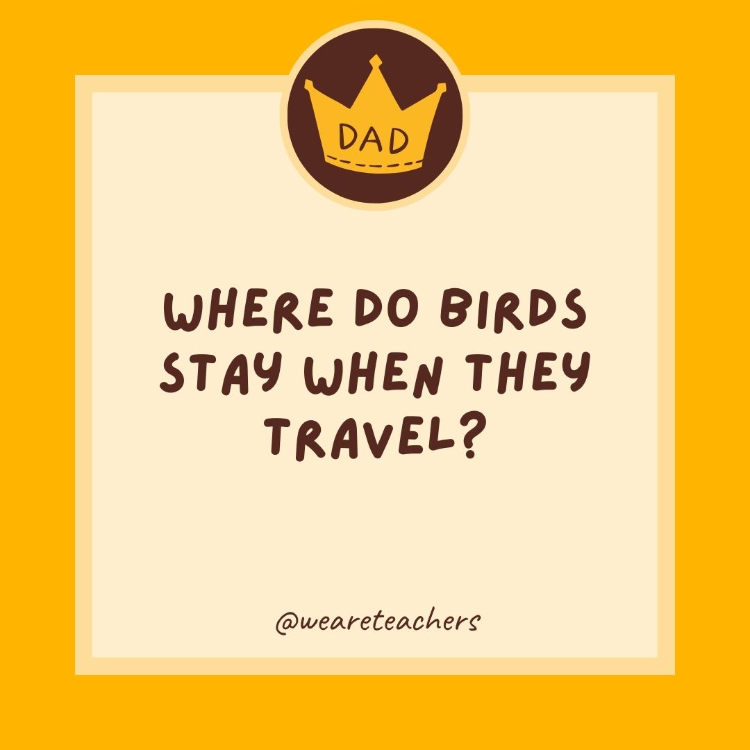 Where do birds stay when they travel?
