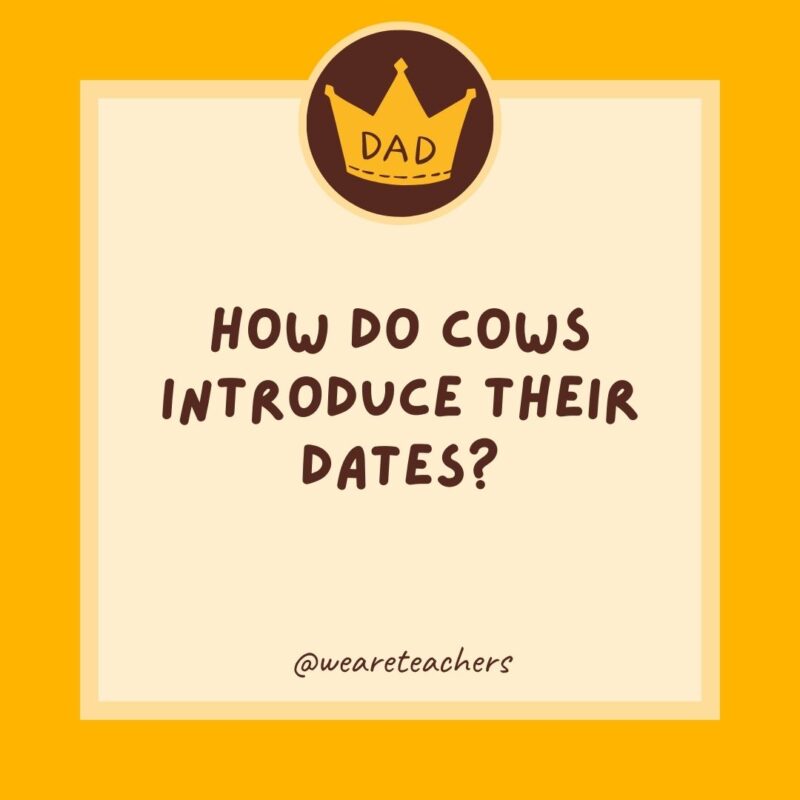 How do cows introduce their dates?