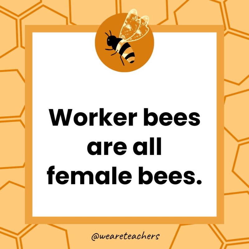 Worker bees are all female bees.