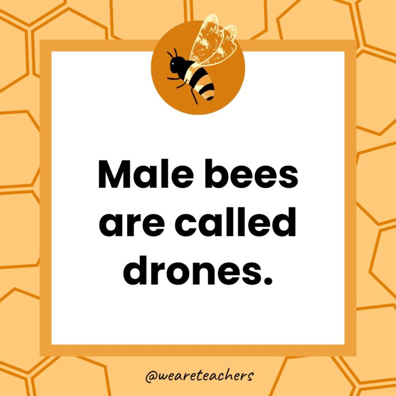 Male bees are called drones.
