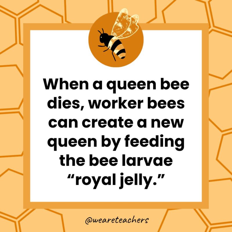 When a queen bee dies, worker bees can create a new queen by feeding the bee larvae 