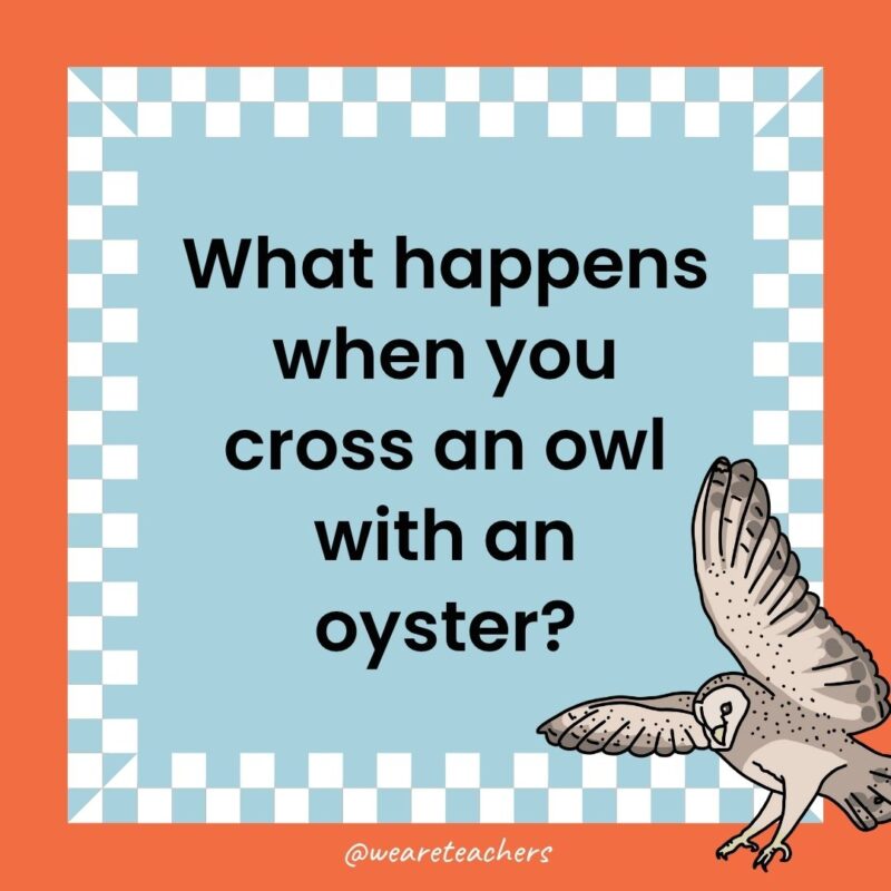 a joke that states: What happens when you cross an owl with an oyster?