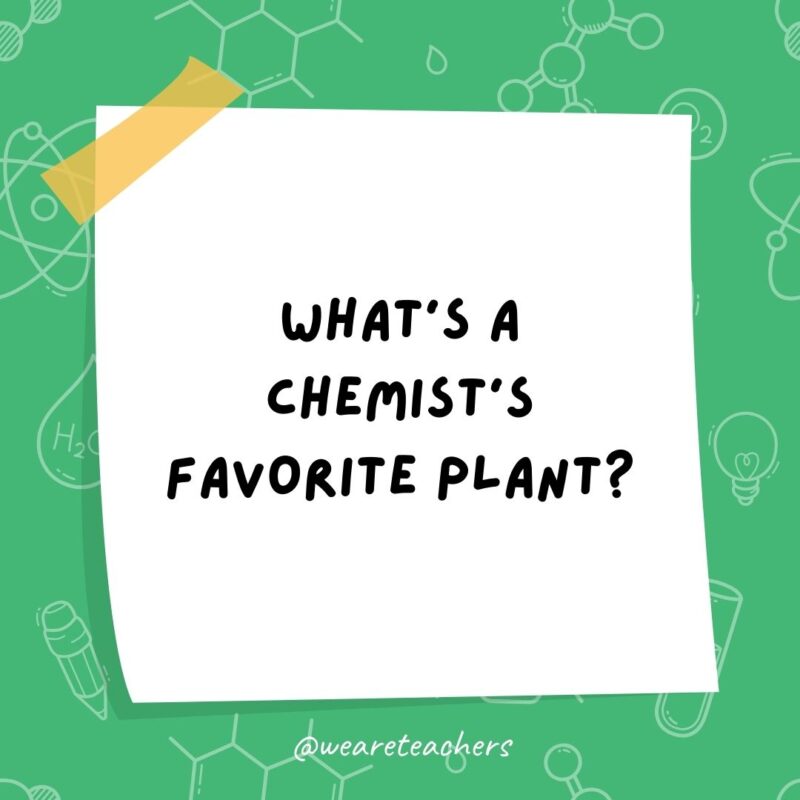 What’s a chemist’s favorite plant? What’s a chemist’s favorite plant?