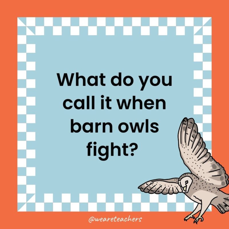 a joke that states: What do you call it when barn owls fight? 