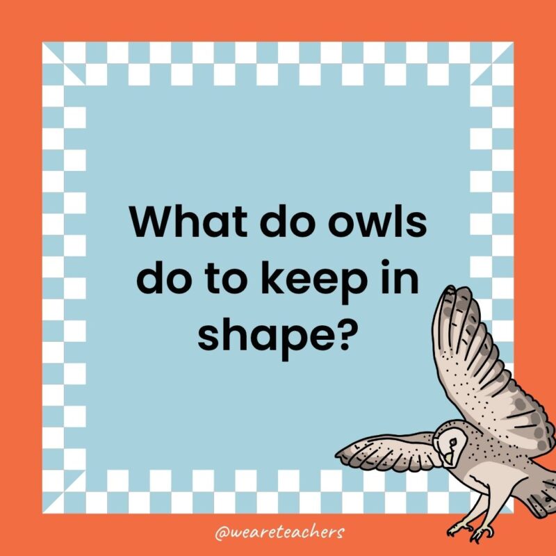 a joke that states: What do owls do to keep in shape?