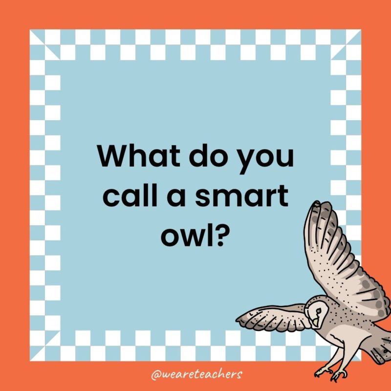 a joke that states: What do you call a smart owl?