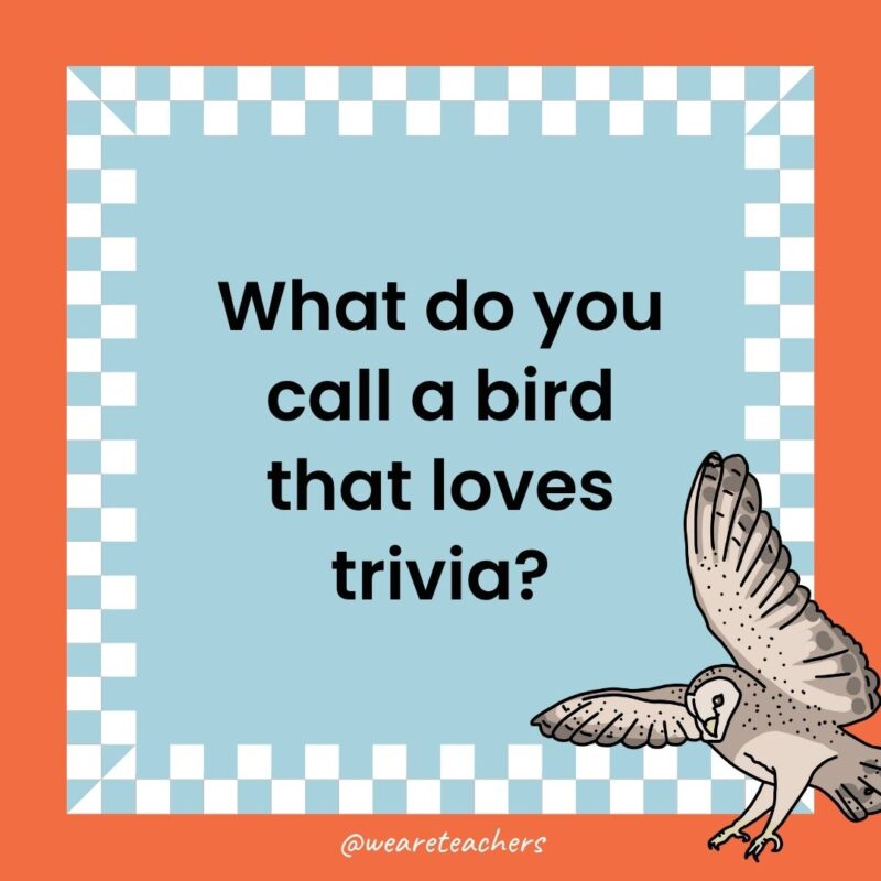 a joke that states: What do you call a bird that loves trivia?