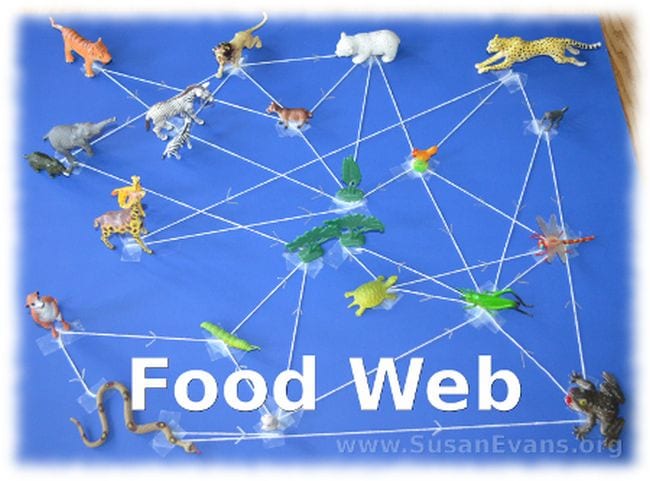 Food Web Susan Evans Food Web Susan Evans