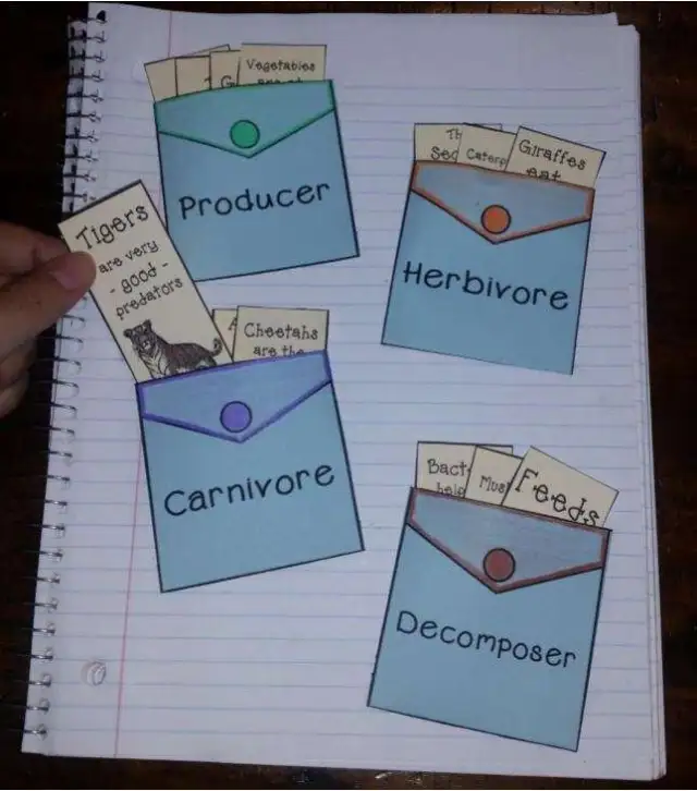 Food Chain Pockets A notebook has small pockets on it that include slips of paper. The pockets are labeled things like carnivore and producer.