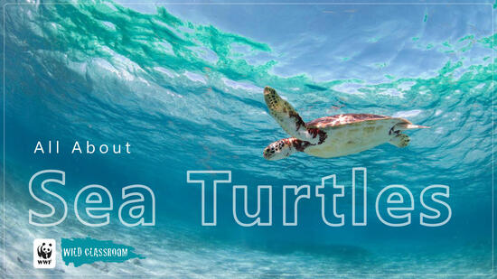 WWF's Wild Classroom slide show slide about sea turtles