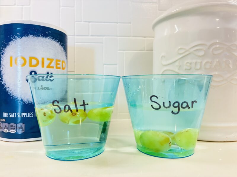 one cup with salt and water and one cup with sugar and water both have grapes in the cups and only the salt water grapes are floating to demonstrate salt water density