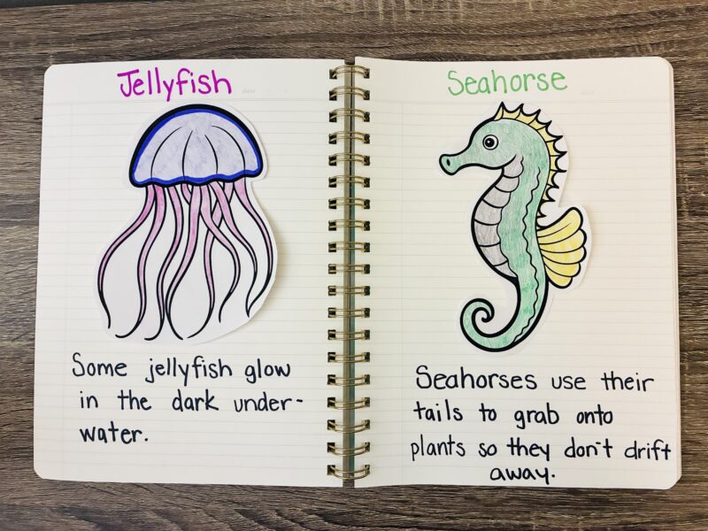 an ocean animal notebook open to two pages that highlight a jellyfish fact and a seahorse fact